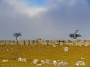Yorkshire Dales 6